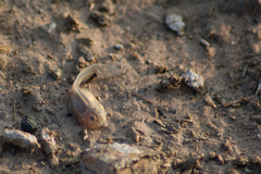 Mendoza Four-Eyed Frog photo 5