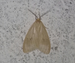 Trocodima lenistriata