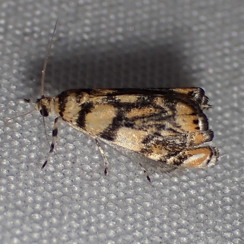 Diptychophora harlequinalis photo 4