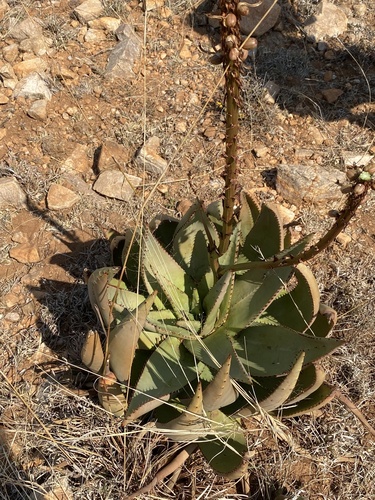 Aloe aculeata, photograph 5