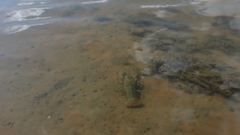 Pontastacus leptodactylus