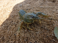 Pontastacus leptodactylus