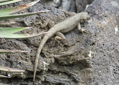 Sceloporus palaciosi
