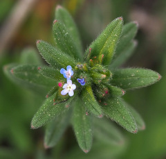 Buglossoides tenuiflora
