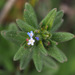 Buglossoides tenuiflora - Photo (c) Ron Frumkin, alguns direitos reservados (CC BY-NC), uploaded by Ron Frumkin
