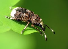 Platystomos albinus