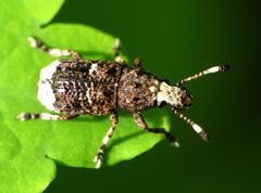 Platystomos albinus