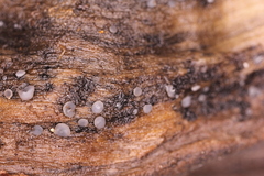 Mollisia discolor