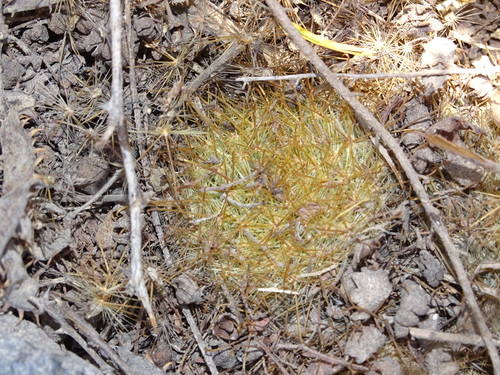 Mammillaria sinistrohamata