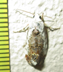 Acontia