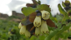 Cerinthe palaestina