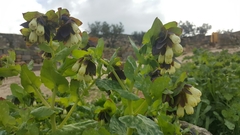 Cerinthe palaestina