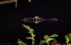 Melanosuchus niger