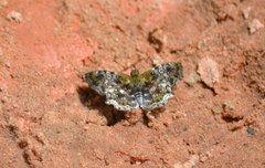 Diaeus variegata