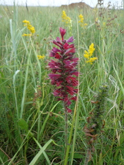 Pontechium maculatum