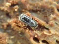 Taphrorychus bicolor