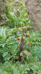 Scrophularia rubricaulis