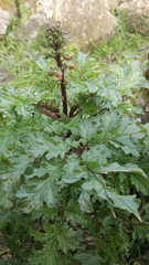 Scrophularia rubricaulis