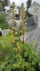 Scrophularia rubricaulis