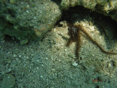Ophiothrix
