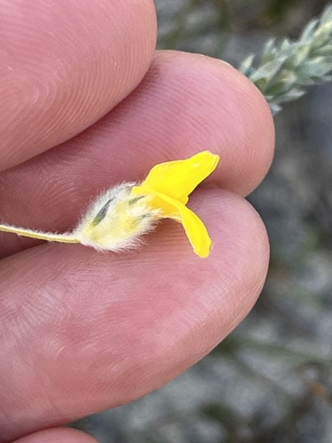 Image of Aspalathus quinquefolia by (c) Charleen Brunke, some rights reserved (CC BY)