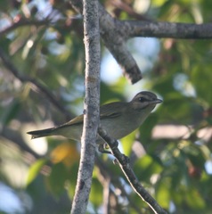 Vireo altiloquus