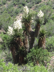 Yucca faxoniana