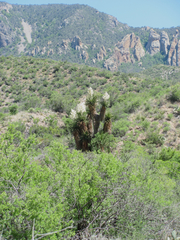 Yucca faxoniana