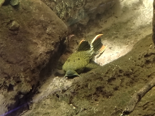 Leopard cactus pleco (Pseudacanthicus leopardus) — Loricariidae — 4