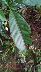 Tarenna thouarsiana