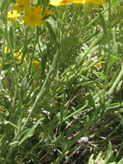 Psilostrophe tagetina