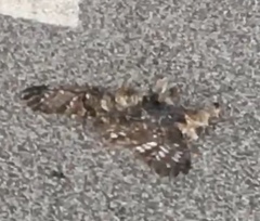 Athene noctua indigena
