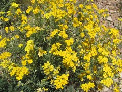 Psilostrophe tagetina