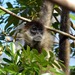 Nicaraguan Spider Monkey - Photo (c) eamonccorbett, some rights reserved (CC BY), uploaded by eamonccorbett