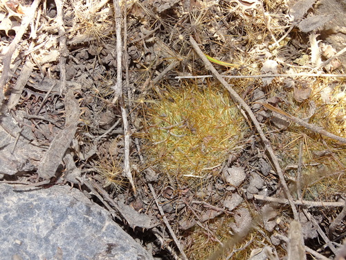 Mammillaria sinistrohamata