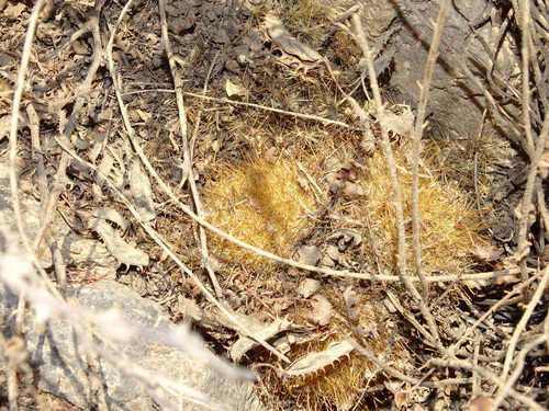Mammillaria sinistrohamata