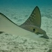 Whitespotted Eagle Ray - Photo (c) scleland, some rights reserved (CC BY-NC), uploaded by scleland