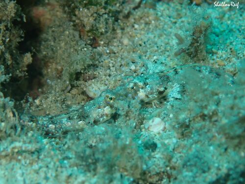 Synchiropus rosulentus observed 2023-07-09