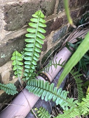Nephrolepis cordifolia