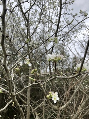 Prunus umbellata