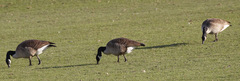 Branta canadensis