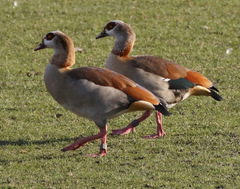 Alopochen aegyptiaca