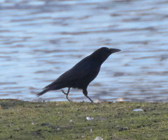 Corvus corone