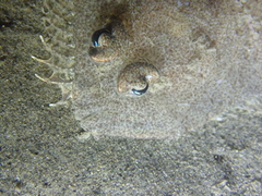 Scaldfish photo 4