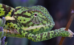 Chamaeleo dilepis