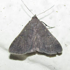 Bleptina flaviguttalis