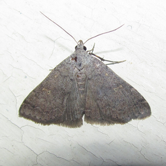 Bleptina flaviguttalis