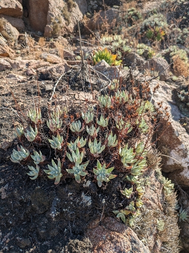 Dudleya campanulata