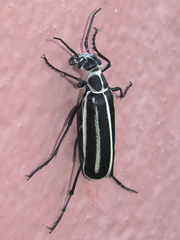 Epicauta atrivittata
