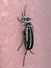 Epicauta atrivittata